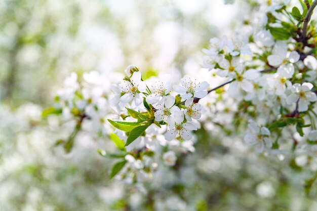 Blooming apple tree Closeup crown of blooming apple tree background selective soft focus