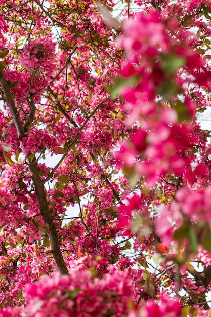 Blooming apple tree closeup Springholiday