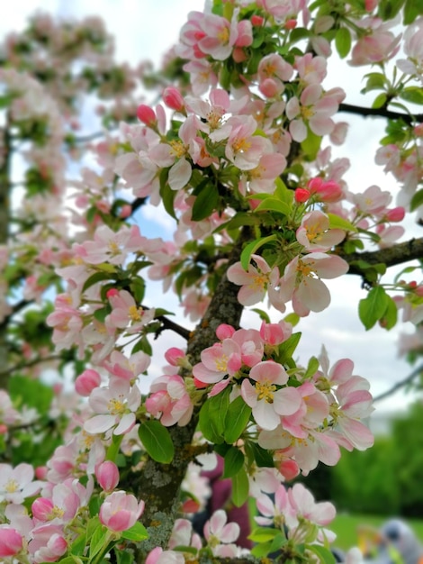 Blooming apple tree in flowers in spring