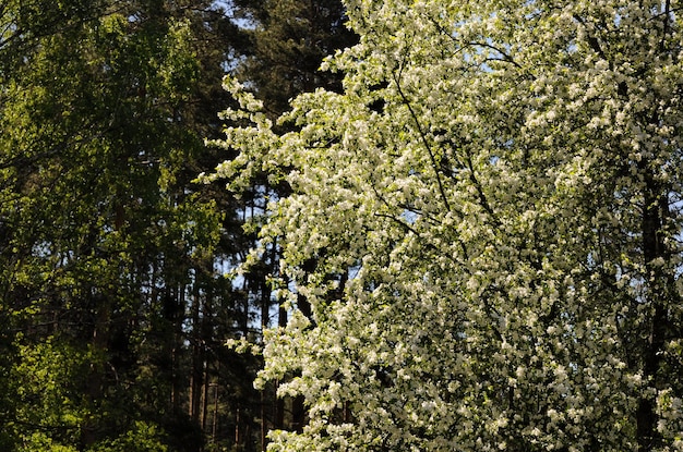 A blooming apple tree in a forest clearing on a summer morning Moscow region Russia