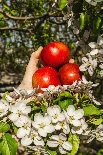 Blooming apple tree in the garden The woman39s hands are holding ripe apples Spring seasonal