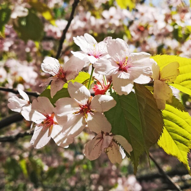 Blooming apple tree Malus on the background in the garden