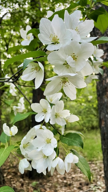 Blooming apple tree A sprig of a blooming apple tree in spring White apple flowers