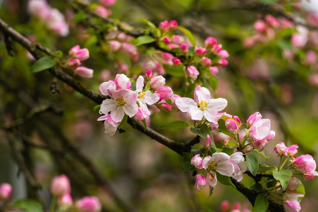 Blooming apple tree in spring after rain