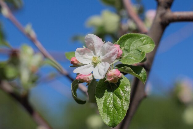 Blooming apple tree in spring day