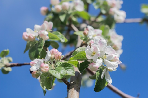 Blooming apple tree in spring day