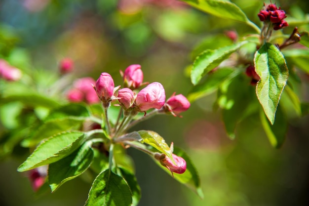 Blooming apple tree in the spring garden Close up of pink flowers on a tree Spring background