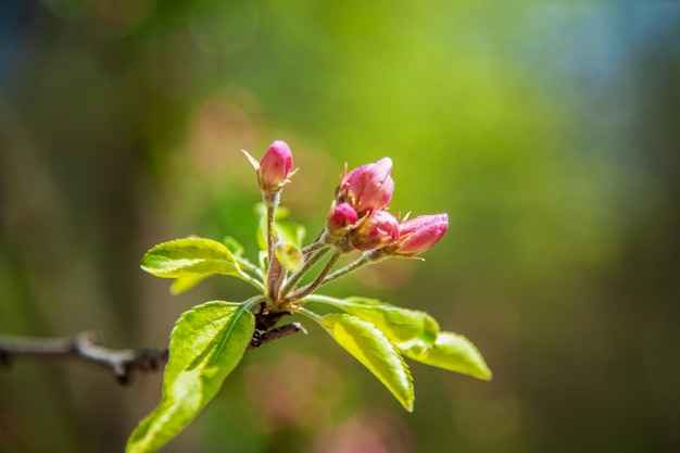 Blooming apple tree in the spring garden Close up of pink flowers on a tree Spring background