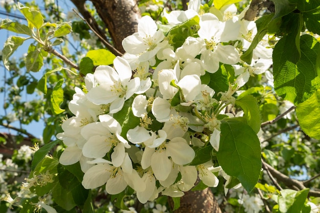 Blooming apple tree in the spring garden Close up of white flowers on a tree Spring background