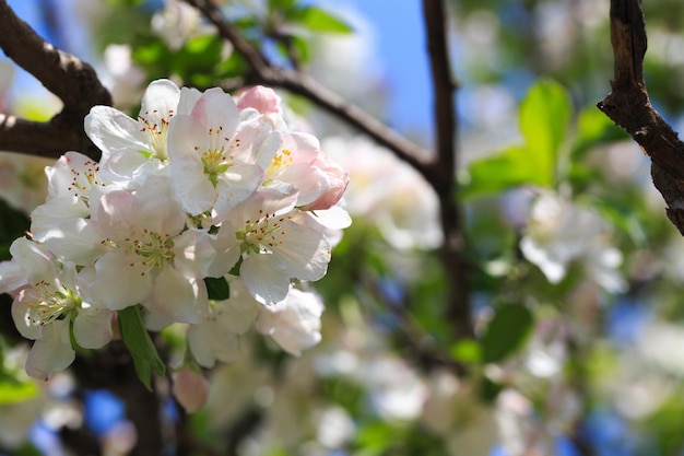 Blooming apple tree in the spring garden Natural texture of flowering Close up of white flowers on a tree Against the blue sky