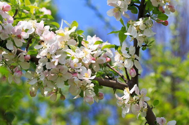 Blooming apple tree in the spring garden Natural texture of flowering Close up of white flowers on a tree Against the blue sky