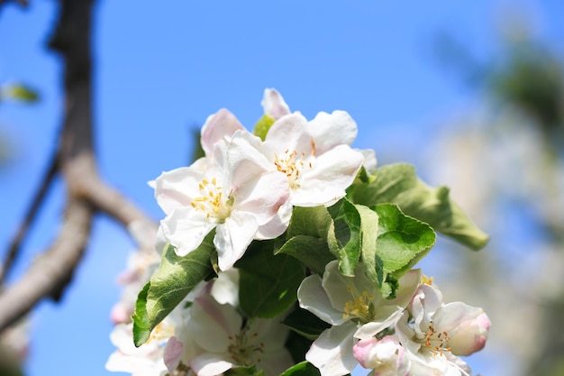 Blooming apple tree in the spring garden Natural texture of flowering Close up of white flowers on a tree Against the blue sky