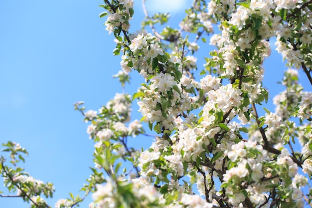 Blooming apple tree in the spring garden Natural texture of flowering Close up of white flowers on a tree Against the blue sky