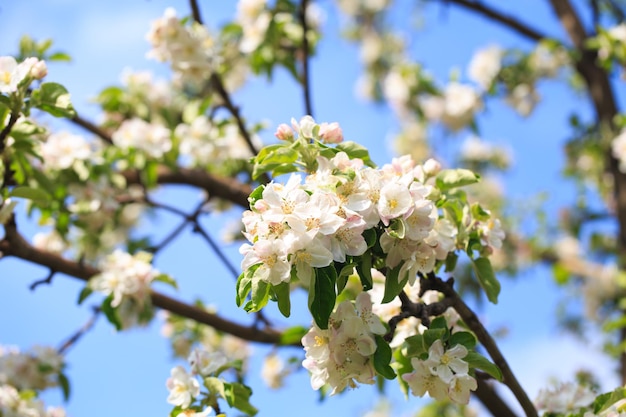 Blooming apple tree in the spring garden Natural texture of flowering Close up of white flowers on a tree Against the blue sky