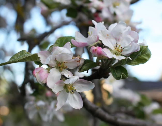 Blooming apple tree in spring time outdoors