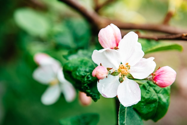 Blooming apple tree in spring time.