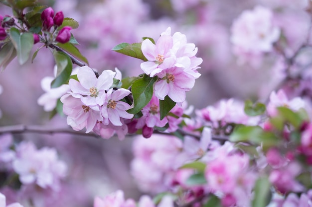 Blooming apple tree in spring