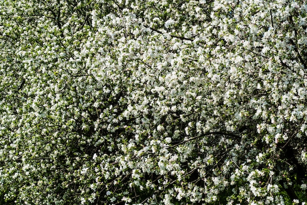 Blooming apple tree