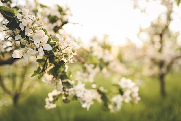 Blooming apple trees in the garden beautiful photo wallpaper