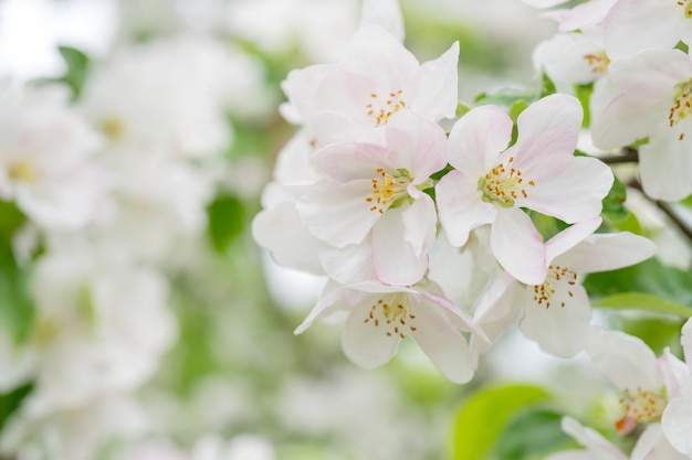 Blooming apple trees in spring. Apple tree branches with white flowers.