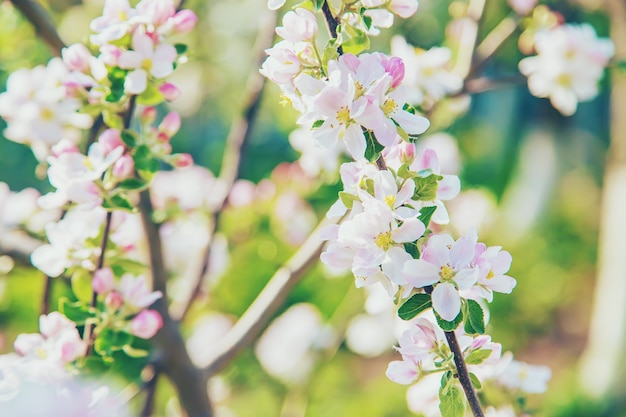 Blooming apple trees in spring in the garden. Selective focus. Flowers.