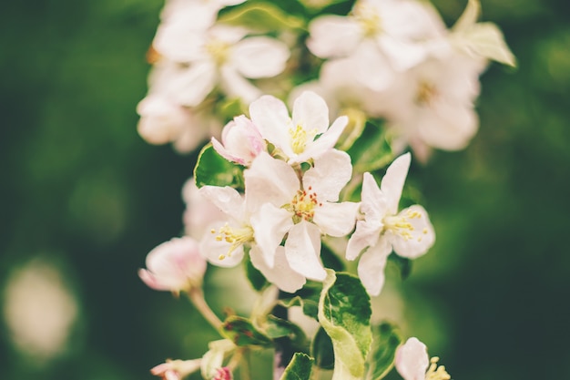 Blooming apple trees in spring. 