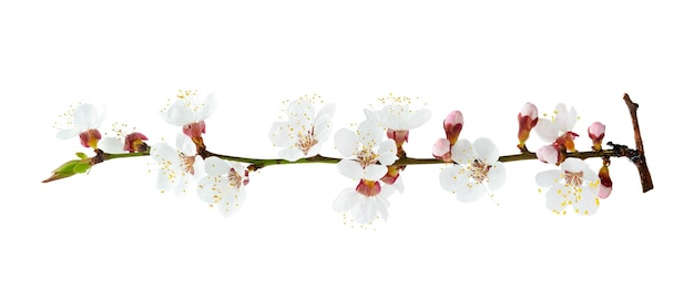 Blooming apricot branch isolated on white background with clipping path