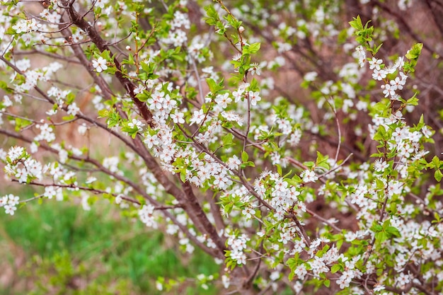 Blooming apricot branch in spring garden Blossoming tree branches white flowers in spring garden