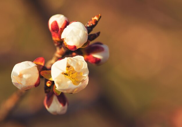 Blooming apricot flowers close up abstract shoot at the sunny day