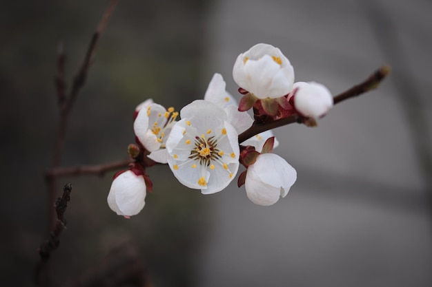 Blooming apricot tree. Beautiful white flowers.