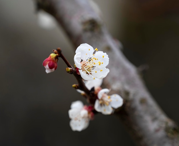 Blooming apricot tree with flowers in spring Springtime Sunny day