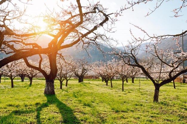 Blooming apricot trees in mountain valley