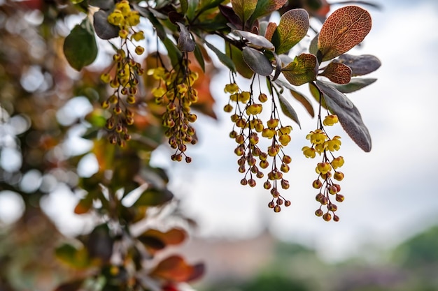 Blooming barberry Berberis on a blurred background Closeup