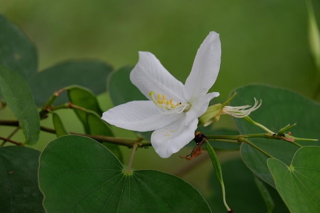 a blooming Bauhinia acuminata white flower