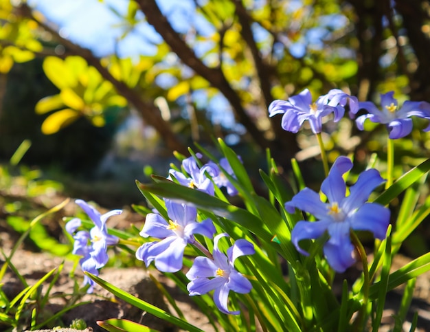 Blooming of beautiful blue flowers chionodoxa in the spring garden