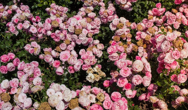 Blooming beautiful bunch of pink roses in the garden