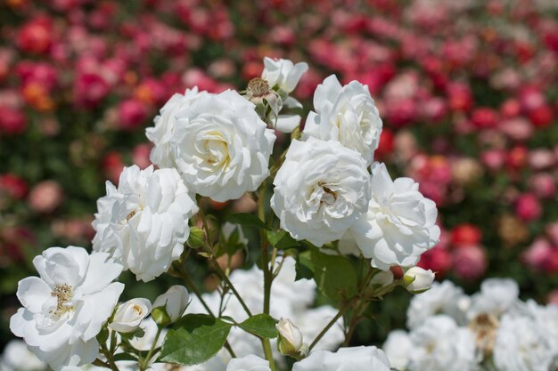 Blooming beautiful bunch of roses in the garden