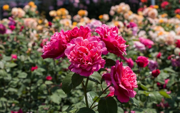 Blooming beautiful bunch of roses in the garden