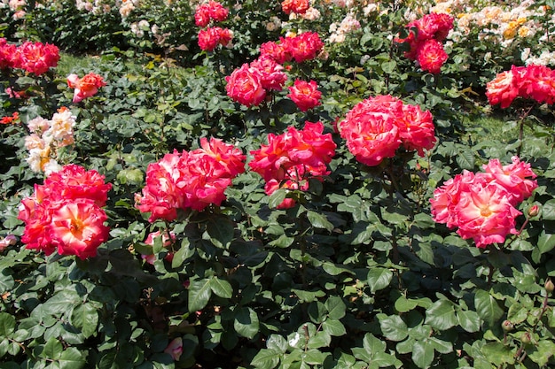 Blooming beautiful bunch of roses in the garden