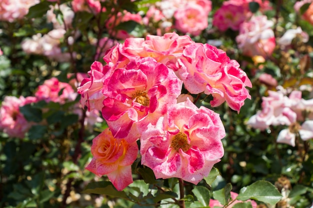 Blooming beautiful bunch of roses in the garden