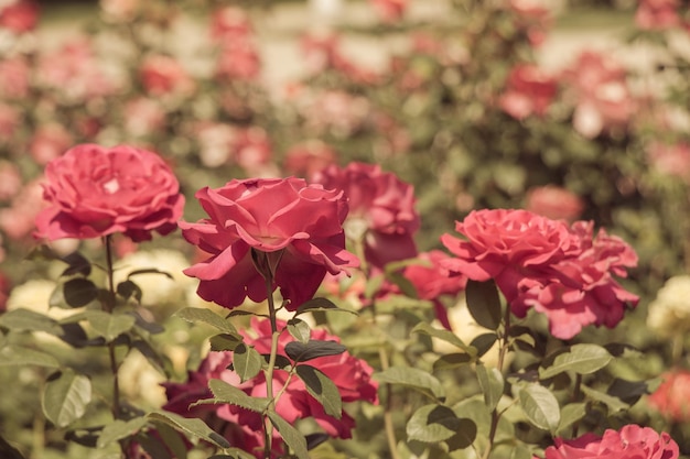 Blooming beautiful bunch of roses in the garden