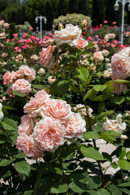 Blooming beautiful bunch of roses in the garden