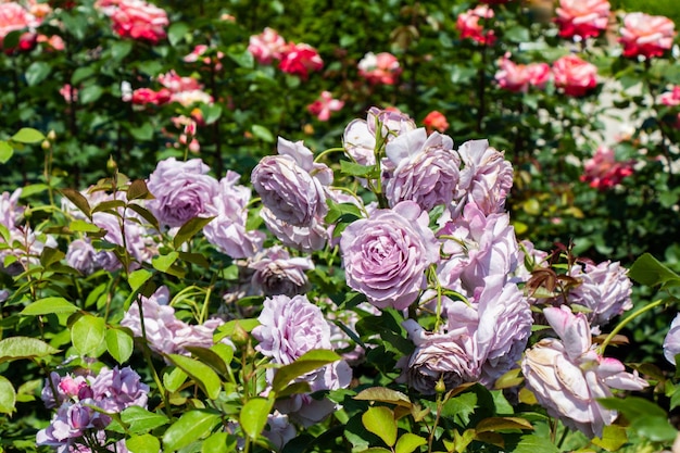 Blooming beautiful bunch of roses in the garden