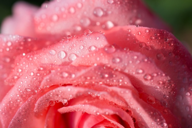 Blooming beautiful colorful fresh rose with dew on petals