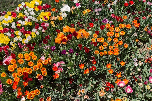 Blooming beautiful colorful natural flowers in view