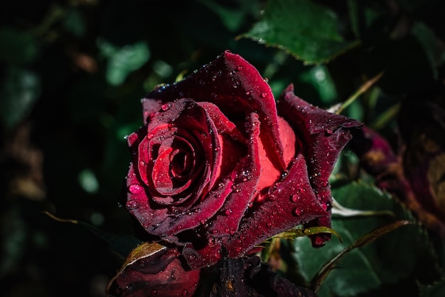 Blooming beautiful colorful rose bud in floral background