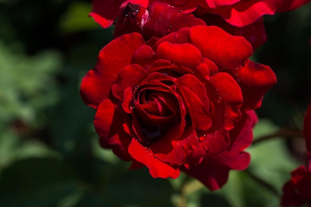 Blooming beautiful colorful rose in floral background