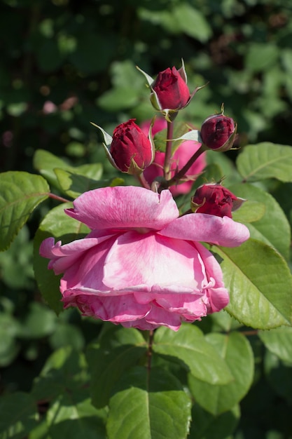 Blooming beautiful colorful rose in floral background