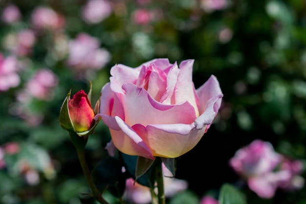 Blooming beautiful colorful roses in the garden