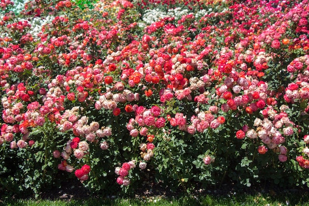 Blooming beautiful colorful roses in the garden